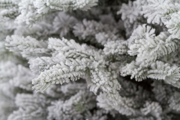 Елка "Аляска" заснеженная